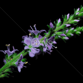 Spring Wild Flower Set by Paul Mays - Flowers Flowers in the Wild