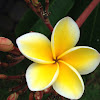 Plumeria