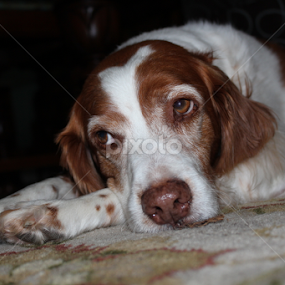 by Sarah Brouckaert - Animals - Dogs Portraits
