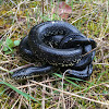 Black king snake