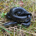 Black king snake