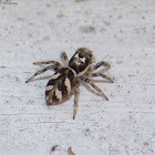 Zebra Jumper - female