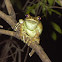 Tree Frog