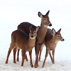 White-tailed Deer