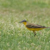 Sykes' Wagtail