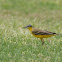 Sykes' Wagtail