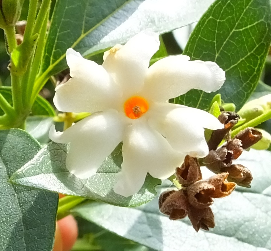 Night-flowering Jasmine