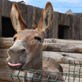 Playful Ass by Virgílio Nóbrega - Animals Other Mammals