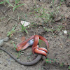 Serpiente-Snakes