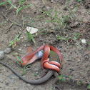 Serpiente-Snakes