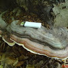red banded polypore