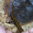 Long tailed salamander