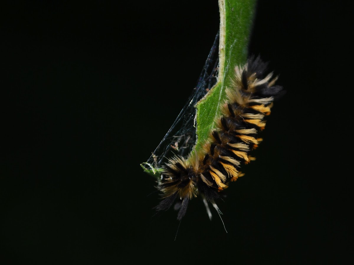 Milkweed Tussock Caterpillar