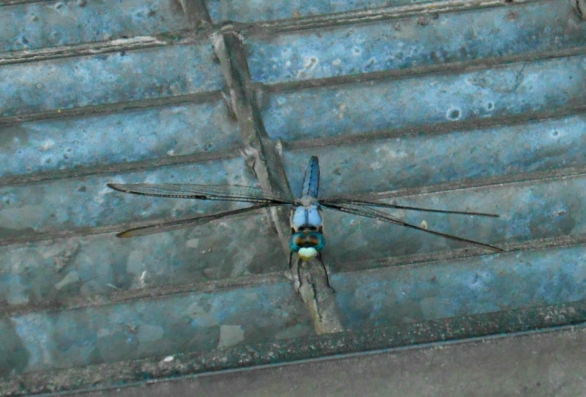 Great Blue Skimmer