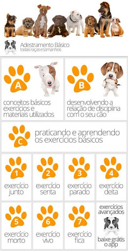 Adestramento Básico Para Cães