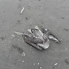 pelican fledgling(dead)