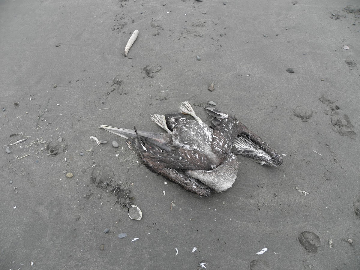 pelican fledgling(dead)