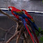 Scarlet macaw