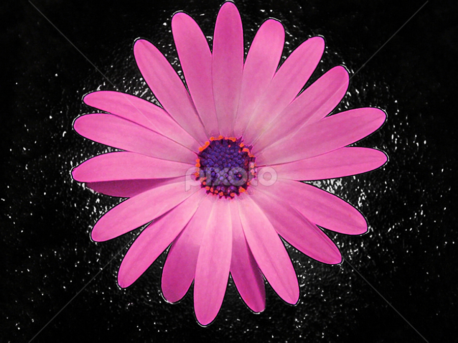 PINK DAISY | Single Flower | Flowers | Pixoto