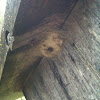 Spider nest