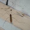 Giant Western Crane Fly