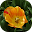 Wallpaper Flowers Download on Windows