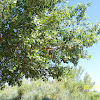 Fremont Cottonwood