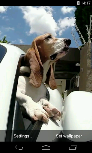 Dog in car Video LWP
