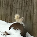 Eastern Gray Squirrel