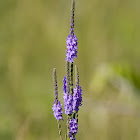 Hoary Vervain