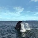 Whale In The Ocean logo