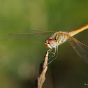 Dragonfly (Libellula)