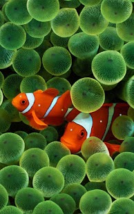 Free Download Aquarium Live Wallpaper APK