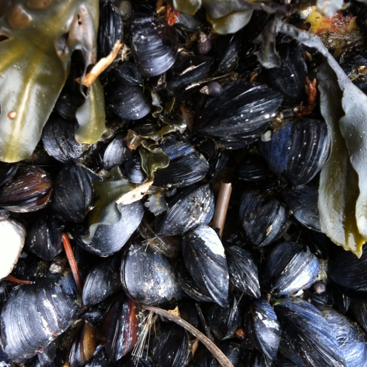 California mussel