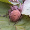 Spotted Orb Weaver