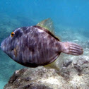 Barred Filefish