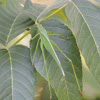 Texas Bush Katydid