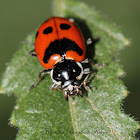 Five-spotted Lady Beetle