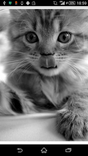 可愛いおもしろい猫写真集 Screenshots 0