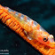 Wire Coral Goby