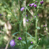 Welted Thistle