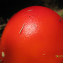 fly agaric