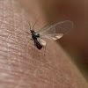 Barkfly