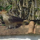 Guira Cuckoo (Anú-Branco - Brazil)