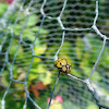 Netty ladybird beetle