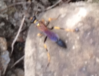 Black and Yellow Mud Dauber