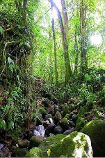 How to get Rainforest Sounds 1.0.0 unlimited apk for pc