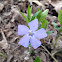 Periwinkle Vine