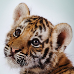 Amazing Tigers Wallpapers Apk