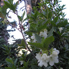 native white rhododendron